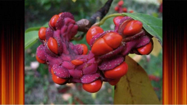 Tibouchine, Fleur araignée